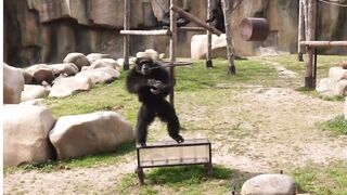 Naughty monkey 2