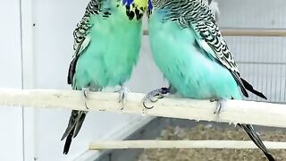 Australian Golden Face Bird || Nasir Chaand