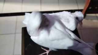 Pigeon Mastar