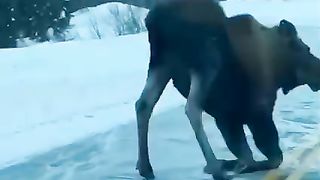 Funny animals 33