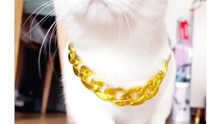 Beautiful cat 7
