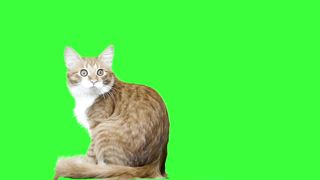 GREEN SCREEN CATS FREE FOR YOUTUBE VIDEOS