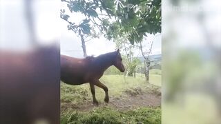 Funniest Animal Videos???? - Funny Cats???? and Crazy Dogs???? Videos 2023! #4