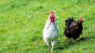 best beautiful hen