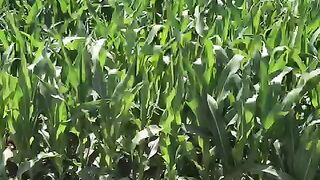 corn crops