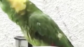 Parrot beautiful voice