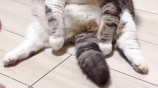 Funny video 559