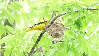 Los nidos más asombrosos del mundo animal beautifull bird
