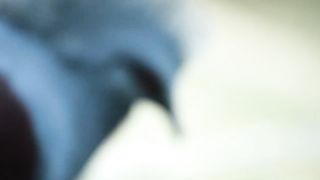 beautifull bird Pigeon