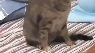 Funny video 560