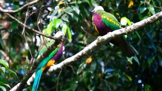 Colorful Birds Part-2 _ Stunningly Beautiful Birds