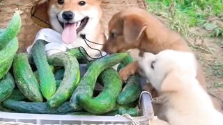 Cute Puppy | WildLife | Puppy and Dog