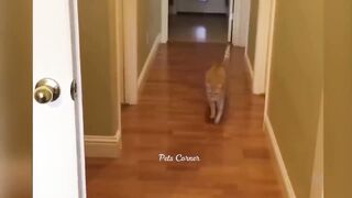 Best Funny Dogs And Cats Videos ???? Funniest Animals Videos 2023???? #58