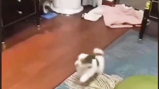 Funny compilation 12