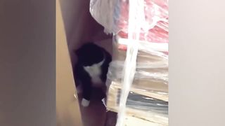 Best Funny Dogs And Cats Videos ???? Funniest Animals Videos 2023???? #55
