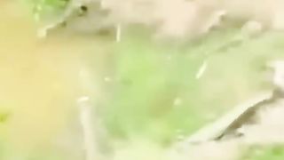Cute and funny animals video compilation