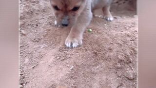 Funny Animal Reaction