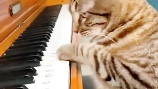 daily-life-of-cats-is-a-comedy-funny-cats-viral-videos-animals-lol-moments-funnycats-