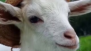 Cute goat????????????