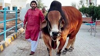 big janwar