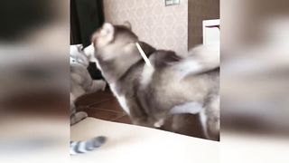 Chats drôles / Chiens - Animaux droles 283