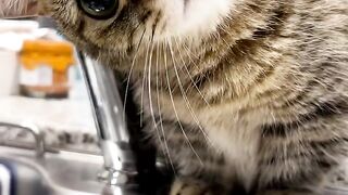 Cat trying to catch water drop