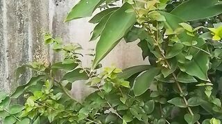 Planta