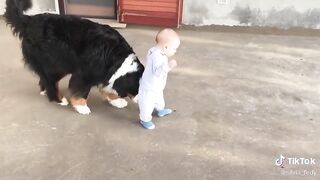 Pets_showing_love_to_their_owners_????__#1_????.