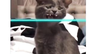 Cute cat 19