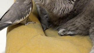 Animals Funny vidoes