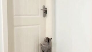 Funny cat vidoe