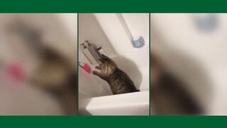 BETISIER ANIMALS 2021 : This dog makes his star BEST TIKTOK FUNNY ANIMAL POPULAR VIDEO COMPILATION
