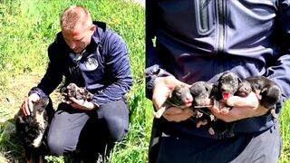 Rescue of abandoned mama dog and her newborn puppies will mealt your heart! Ready for adoption!