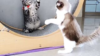 "Laughing Out Loud: Cat Videos That Went Viral"