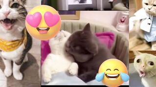 funny Cats Videos try not to laugh Challenge - Funniest Cats Compilations 2023