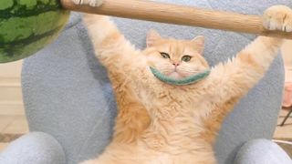 Intligant cat