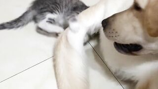 Cat and dog laove