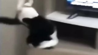FUNNY CATS - One Fine Day - Purr-fectly Hilarious Cat Compilation