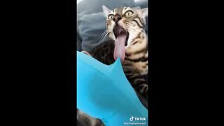Top Cat Videos 2023: Get Ready to LOL with the Funniest Internet Cat Videos ????????