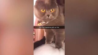 1 HOUR OF FUNNIEST CAT VIDEOS 2022 |Aww Pets 2