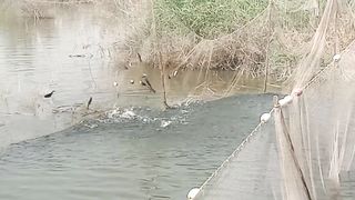 مچھلی کا شکار