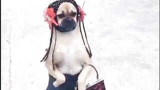 Pupy girl