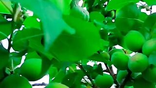 سبحان اللہ العظیم