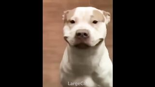 offensive memes that are way to funny