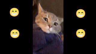 Funny cats video Trying not to Laugh ????