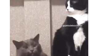 Learn the art of disguise.