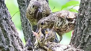 nice birds video #birds #nice #magic