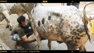 Cow's