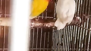 Love birds 6