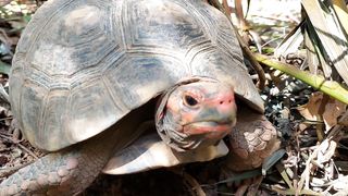 Touch turtle